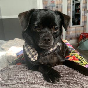 Meet your Posher, Teri